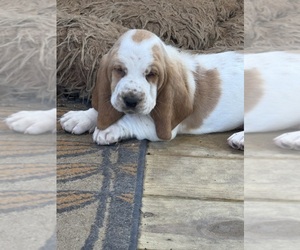 Basset Hound Puppy for sale in GREENVILLE, AL, USA