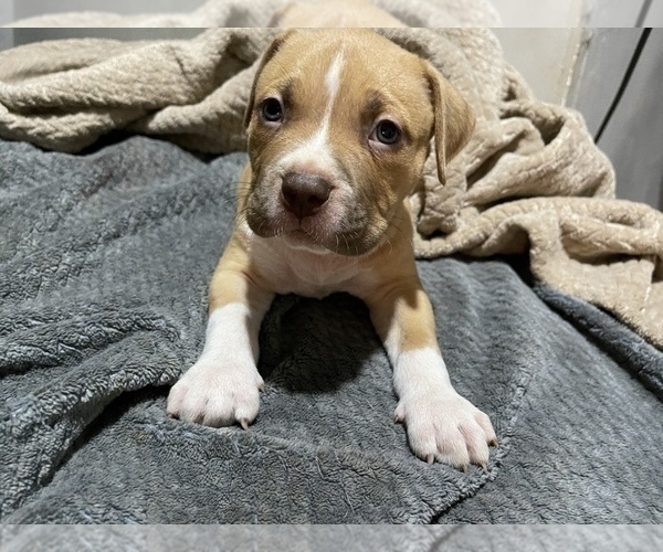 Medium Photo #8 American Bully Puppy For Sale in CORONA, CA, USA