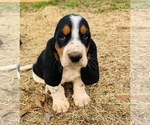 Puppy Chloe Basset Hound