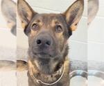 Small #2 German Shepherd Dog Mix