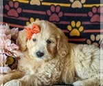 Small Photo #7 Goldendoodle Puppy For Sale in PEACH BOTTOM, PA, USA