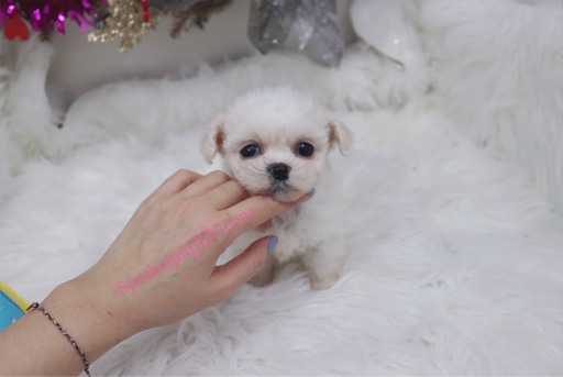 Medium Photo #1 Pekingese-Poodle (Toy) Mix Puppy For Sale in LAS VEGAS, NV, USA