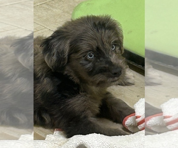 Medium Photo #3 F2 Aussiedoodle Puppy For Sale in BUSH, LA, USA