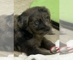 Small #2 F2 Aussiedoodle