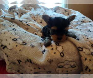 Yorkshire Terrier Puppy for sale in LE ROY, KS, USA