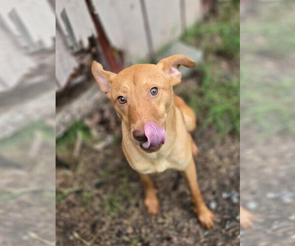 Medium Photo #4 Carolina Dog-Unknown Mix Puppy For Sale in Albemarle, NC, USA