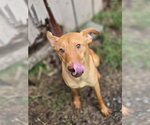 Small #3 Carolina Dog Mix