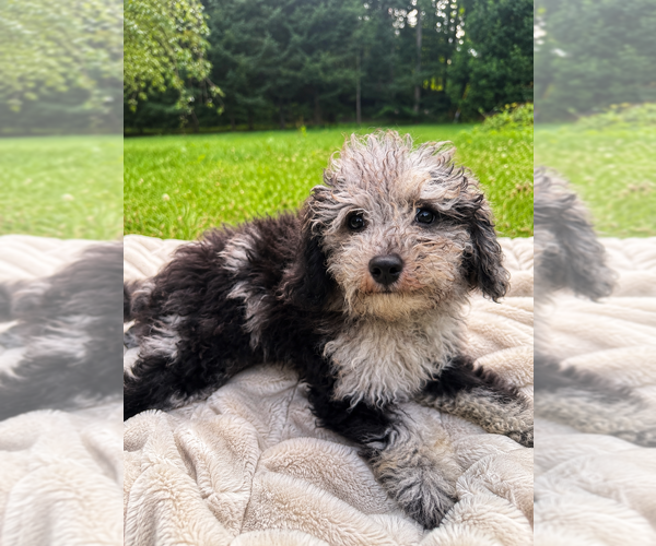 Medium Photo #16 Cavapoo (Miniature) Puppy For Sale in DURHAM, CT, USA