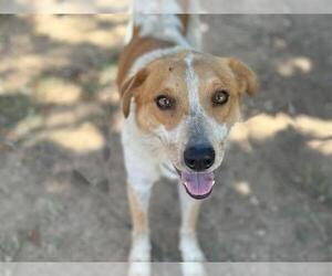 Mutt Dogs for adoption in Waco, TX, USA