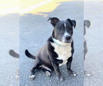 Small #2 American Pit Bull Terrier Mix