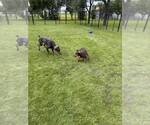Small #16 Doberman Pinscher