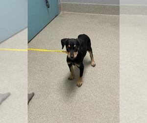 Pointer-Rottweiler Mix Dogs for adoption in Las Vegas, NV, USA