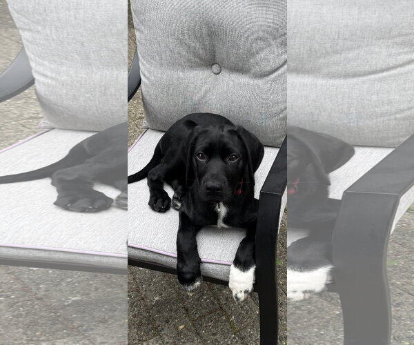Medium Photo #1 Labrador Retriever-Unknown Mix Puppy For Sale in Bellevue, WA, USA