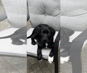 Labrador Retriever-Unknown Mix Dogs for adoption in Bellevue, WA, USA