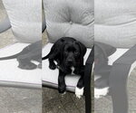 Nugget - Male Labrador Retriever-Unknown Mix Dog for Adoption - Small photo