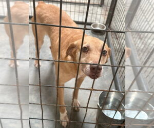 Poppy - Female Mutt Dog for Adoption - Photo #3