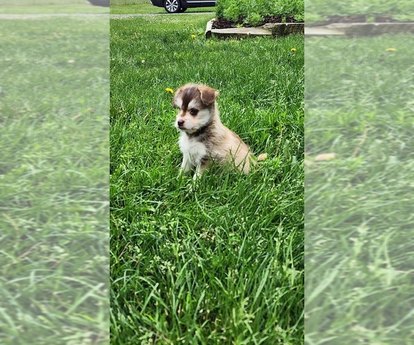 Medium Photo #10 Alaskan Klee Kai-Pomeranian Mix Puppy For Sale in GREENWOOD, WI, USA