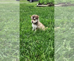 Medium Alaskan Klee Kai-Pomeranian Mix