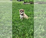 Puppy Keena Alaskan Klee Kai-Pomeranian Mix