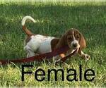 Small Photo #2 Basset Hound Puppy For Sale in INDIANAPOLIS, IN, USA