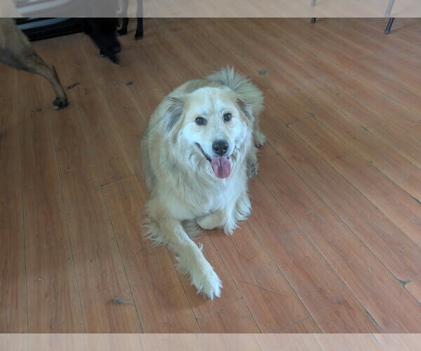 Medium Photo #5 Golden Retriever Puppy For Sale in Orange Grove, TX, USA