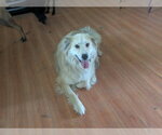 Small #4 Golden Retriever