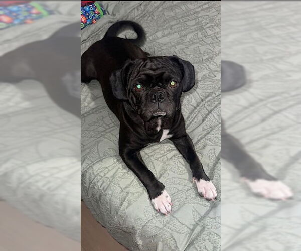 Medium Photo #1 Box-a-Pug Puppy For Sale in Indianapolis, IN, USA