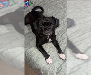 Box-a-Pug Dog for Adoption in Indianapolis, Indiana USA