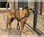 Small Black Mouth Cur Mix