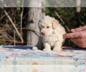 Poodle (Miniature) Puppy for sale in DYERSBURG, TN, USA