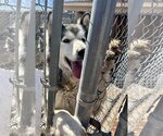 Small Photo #6 Alusky Puppy For Sale in Cedar Crest, NM, USA