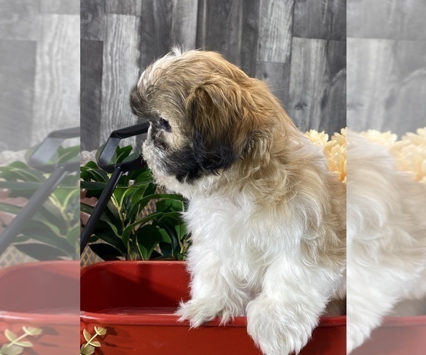 Medium Photo #4 Shih Tzu Puppy For Sale in CANOGA, NY, USA