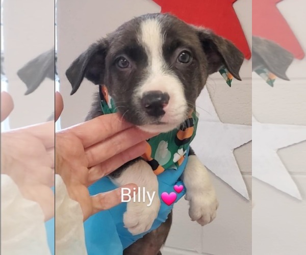 Medium Photo #3 Mutt Puppy For Sale in SHERBURNE, NY, USA