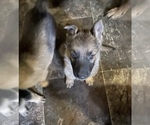 Small Photo #2 German Shepherd Dog Puppy For Sale in WOLVERINE, MI, USA