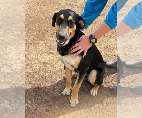Medium Photo #2 Bloodhound-Unknown Mix Puppy For Sale in Amarillo, TX, USA