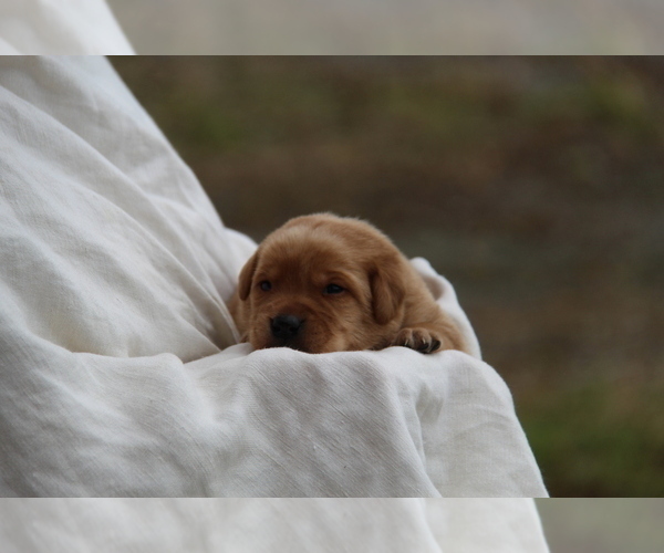 Medium Photo #9 Labrador Retriever Puppy For Sale in HYDE PARK, VT, USA