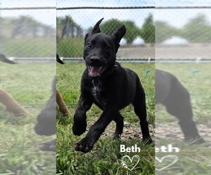American Pit Bull Terrier-German Shepherd Dog Mix Dogs for adoption in Monte Vista, CO, USA