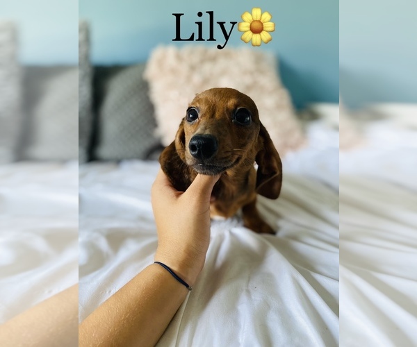 Medium Photo #17 Dachshund Puppy For Sale in COOKEVILLE, TN, USA