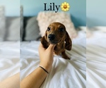 Small Photo #17 Dachshund Puppy For Sale in COOKEVILLE, TN, USA