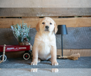 Medium Golden Labrador