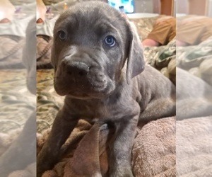 Cane Corso Puppy for sale in MEDARYVILLE, IN, USA
