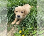 Small Photo #4 English Cream Golden Retriever-Golden Labrador Mix Puppy For Sale in LAGRANGE, OH, USA