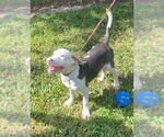Small #2 Mutt