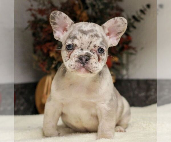 Medium Photo #1 French Bulldog Puppy For Sale in EAST EARL, PA, USA