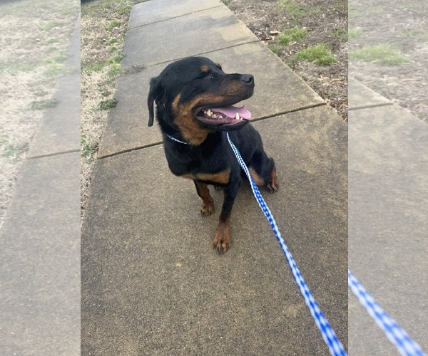 Medium Photo #2 Rottweiler Puppy For Sale in Hillsboro, NH, USA