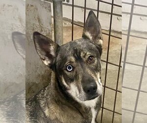 Siberian Husky-Unknown Mix Dogs for adoption in Monticello, MS, USA