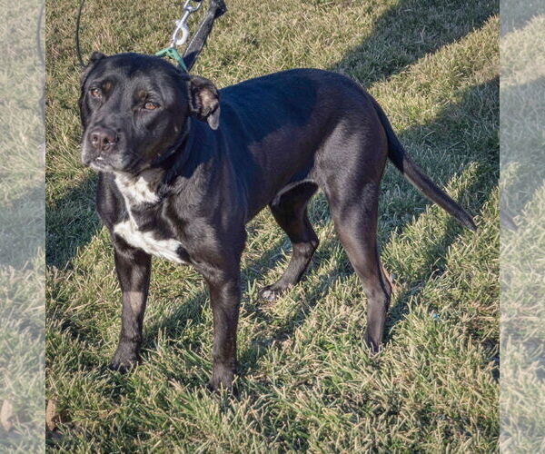 Medium Photo #2 American Bulldog-American Staffordshire Terrier Mix Puppy For Sale in Huntley, IL, USA