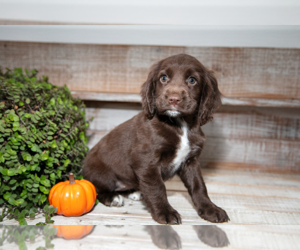 Medium Photo #1 Cocker Spaniel Puppy For Sale in SHREVE, OH, USA