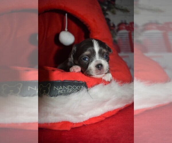 Medium Photo #3 Chihuahua Puppy For Sale in HAMPTON, VA, USA