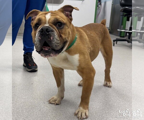 Medium Photo #3 Bulldog-Unknown Mix Puppy For Sale in Washington, DC, USA
